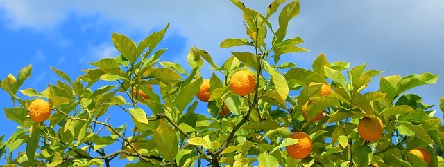 tangerines